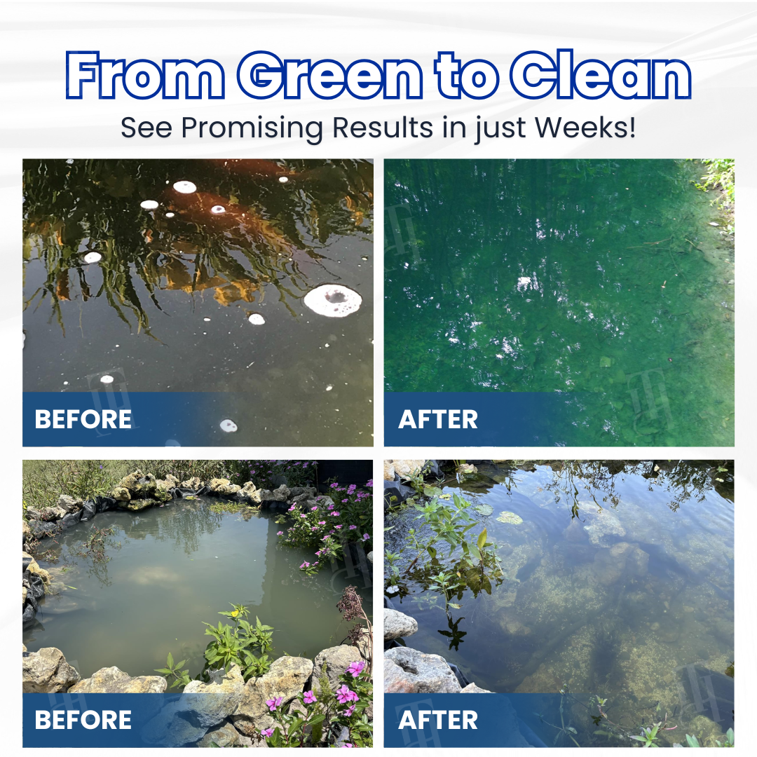 Green to Clean Overnight! | Crystal Clear in 24H | Aqua-Guardian Pro