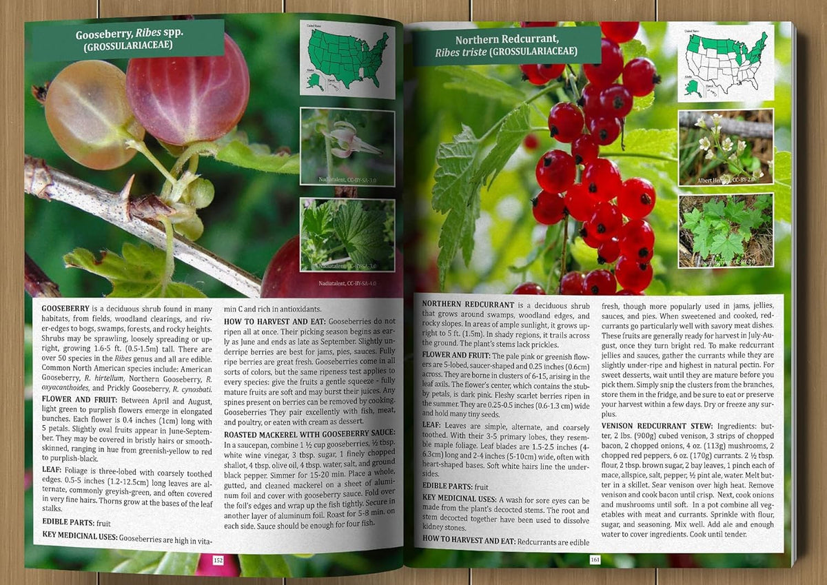 The Forager's Guide to Wild Foods | High-Quality Images & Maps for Plant Identification