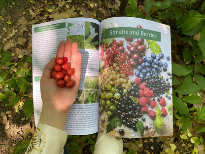 The Forager's Guide to Wild Foods | High-Quality Images & Maps for Plant Identification