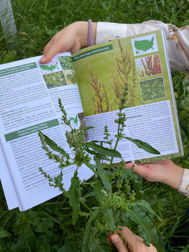 The Forager's Guide to Wild Foods | High-Quality Images & Maps for Plant Identification